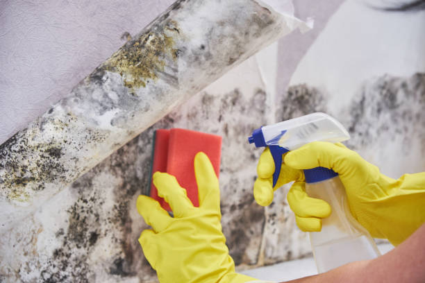 Best Mold Documentation for Insurance Claims  in USA